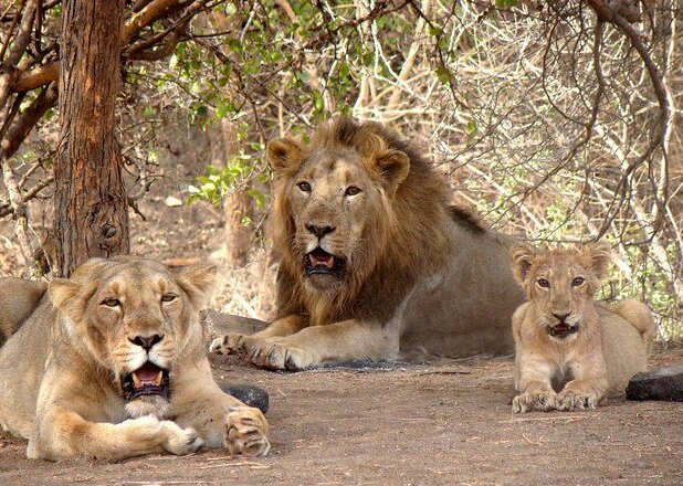 Gir Wildlife Sanctuary